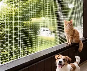 Cat and dog inside a netted balcony